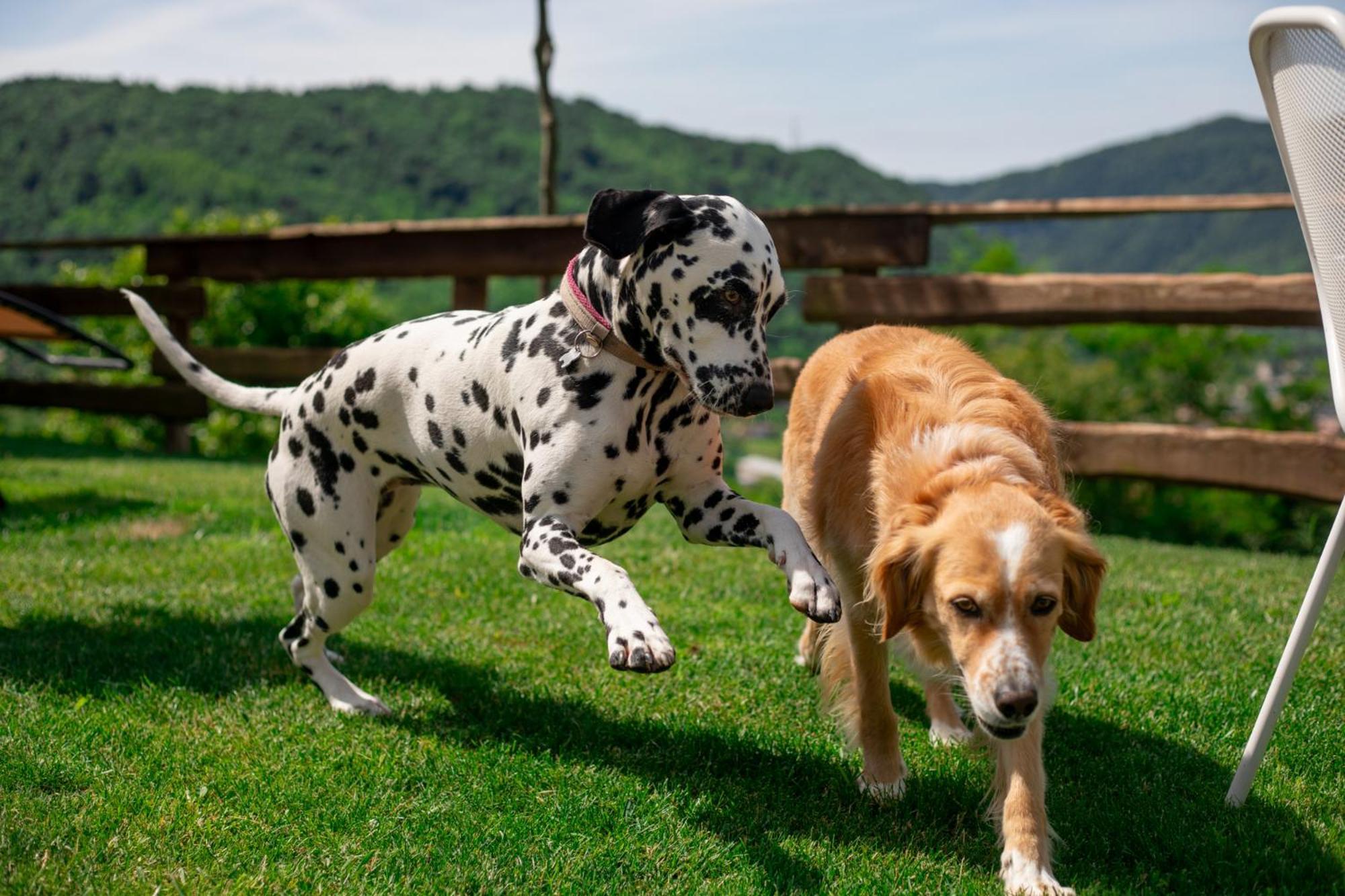 Agriturismo Riva Dei Coz Sequsino Kültér fotó